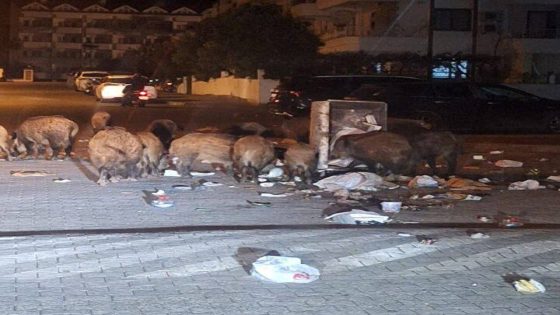 خنازير برية تثير الذعر في مرمريس التابعة لولاية موغلا.. و السبب!