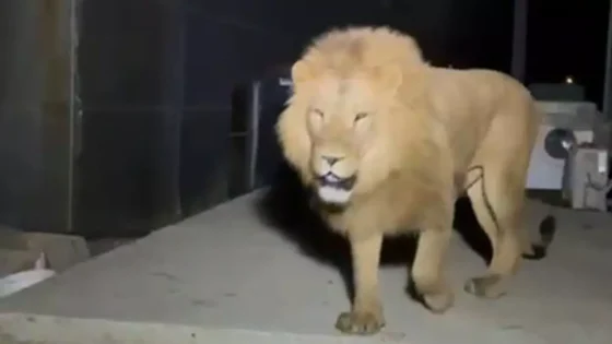 نجا من الموت بأعجوبة.. أسد طليق يهاجم رجلاً في أنطاليا أثناء نومه..فيديو